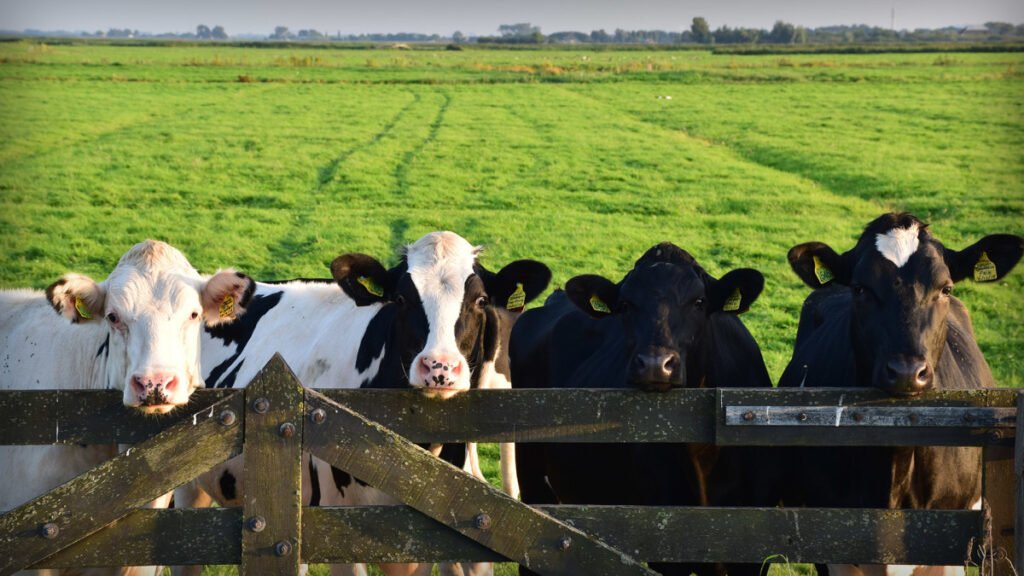 Essential food producers filing for Chapter 11 bankruptcy (or Chapter 12)