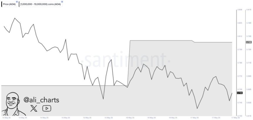 Cardano Whales bought over 80 million ADA in 48H | Source: Ali Martinez on X