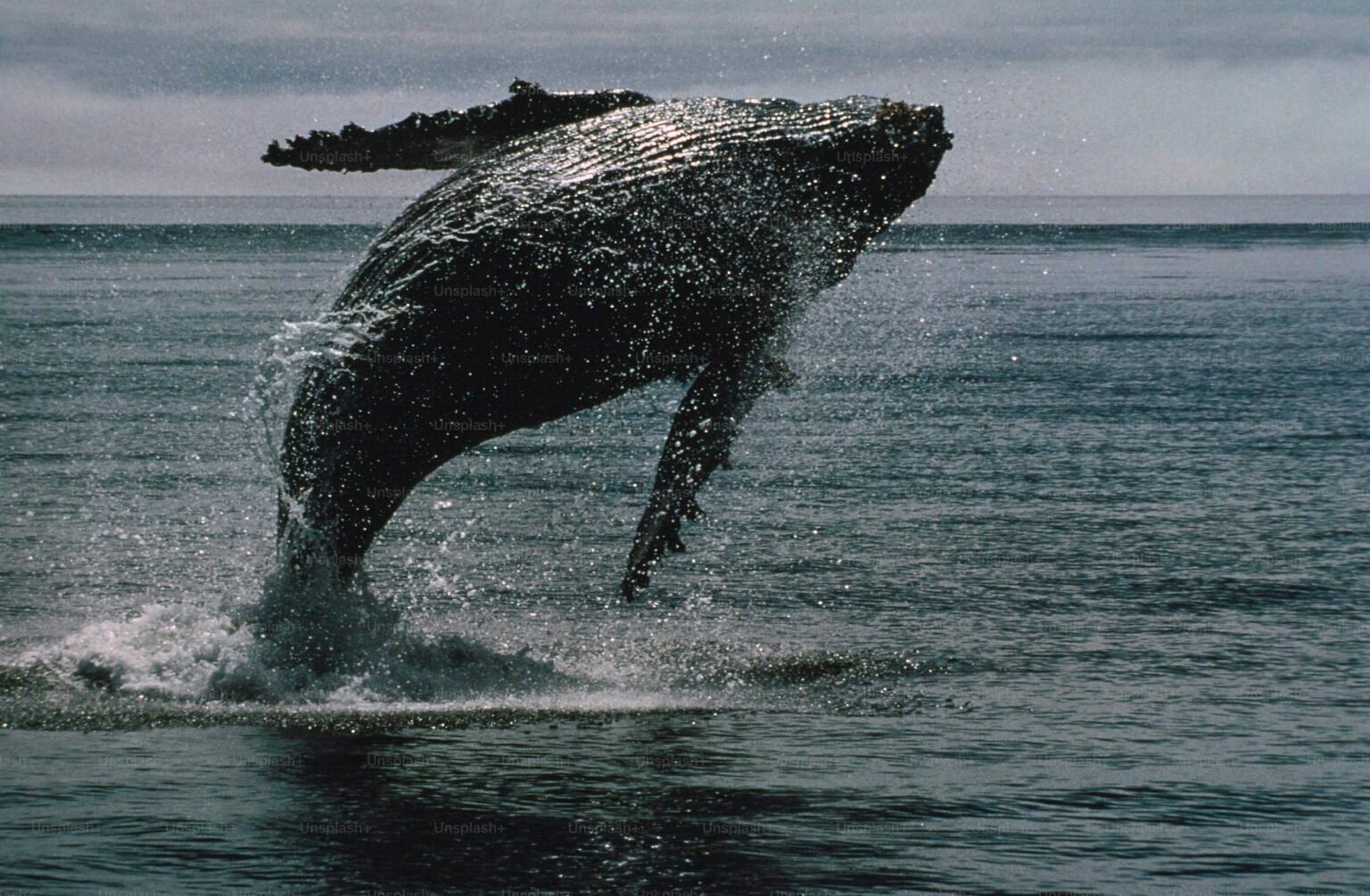 Bitcoin Whale Breaks Silence with $26 Million Transfer — What’s Going On?
