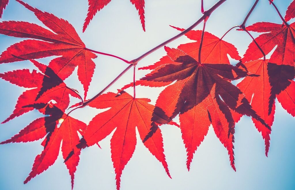 Lido Finance and Maple Partners Offering Stablecoin Loans